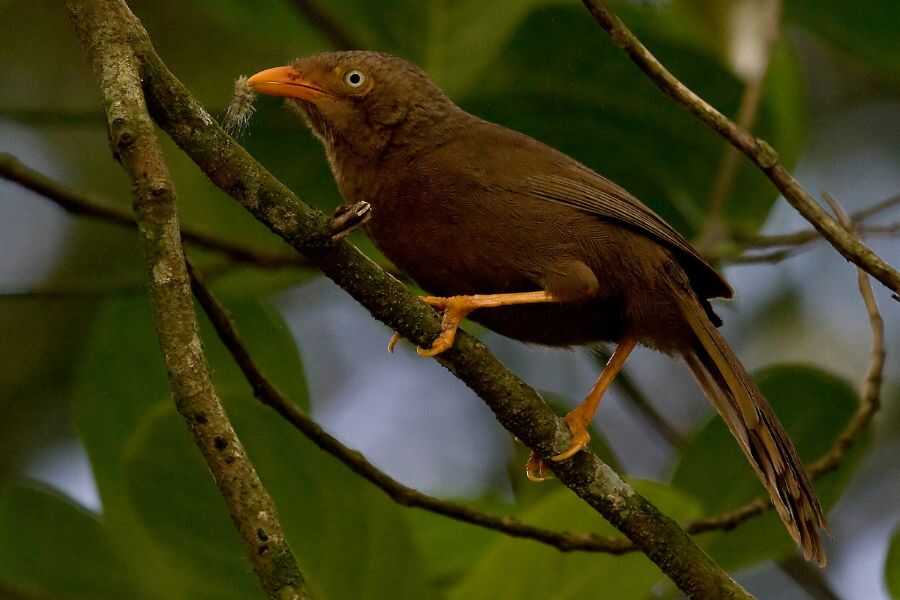 birding at kithulgala