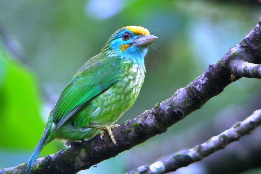 birding at makandawa rain forest