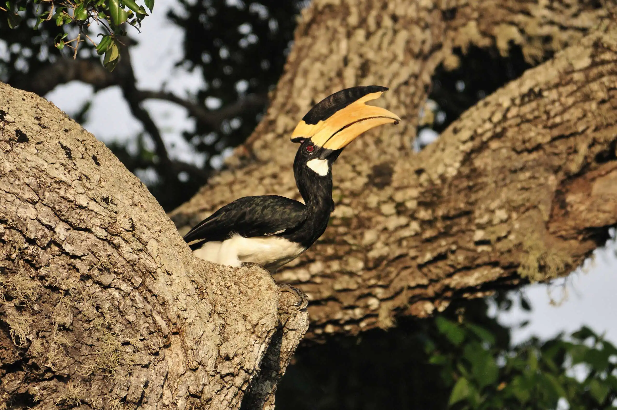 horn bill bird at udawalwe in sri lanka experiential journey