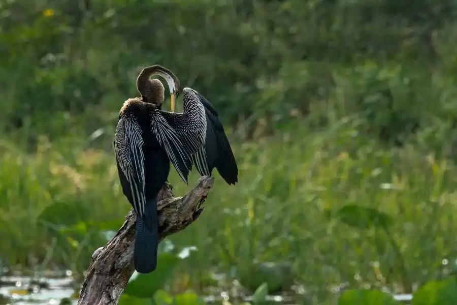 a birding at yala in sri lanka experiential journey