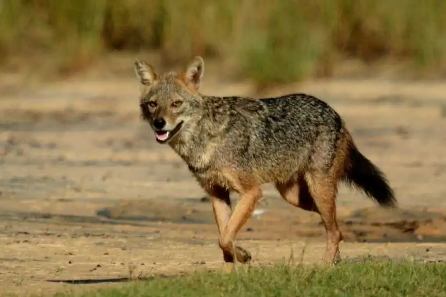 a fox at yala in sri lanka experiential journey