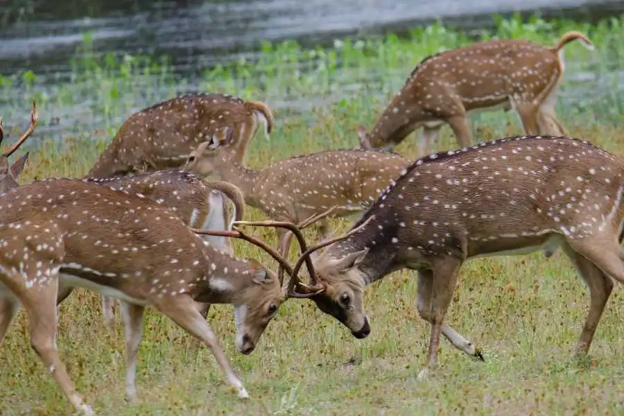 a group of deer at wilpattu in sri lanka experiential journey