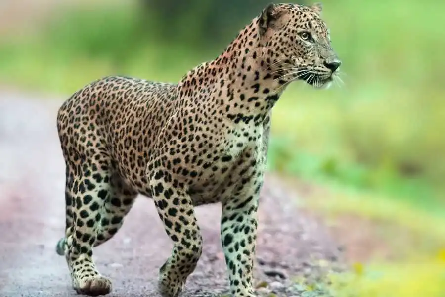 a leopard at wilpattu in sri lanka experiential journey