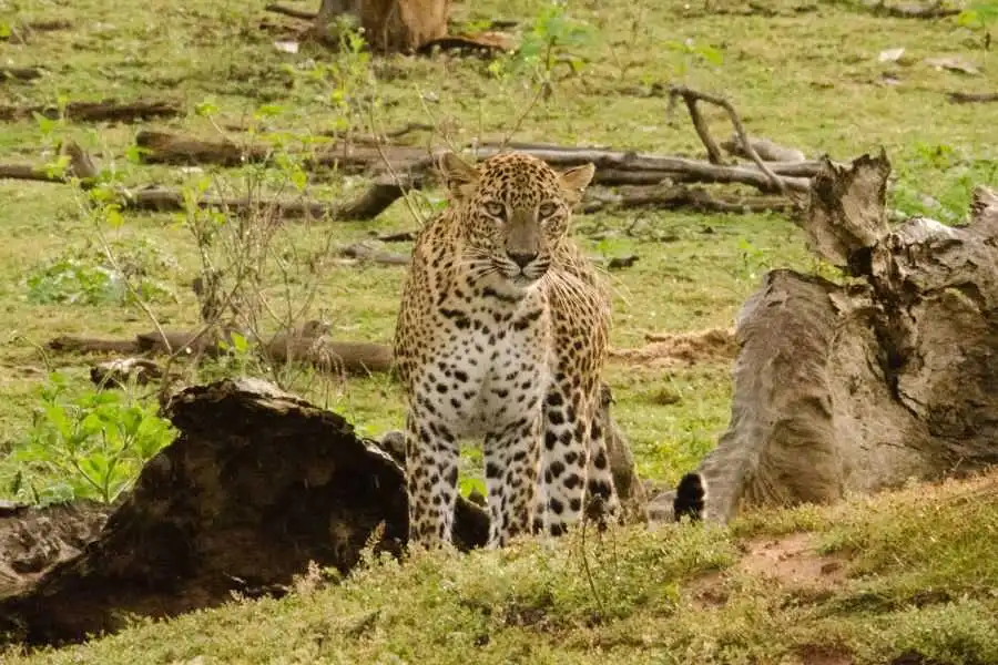 a leopard at yala in sri lanka experiential journey