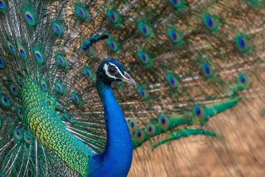 a peacock at yala in sri lannka experiential journey