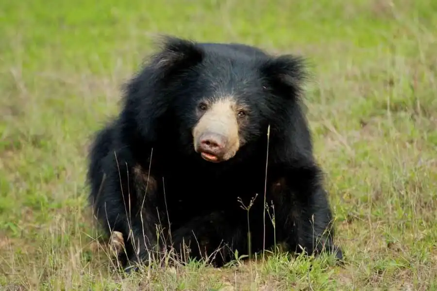 a sloth bear at wilpattu in sri lanka experiential journey
