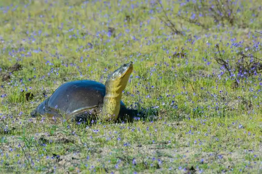 a turtle at wilpattu national park in sri lanka experiential journey