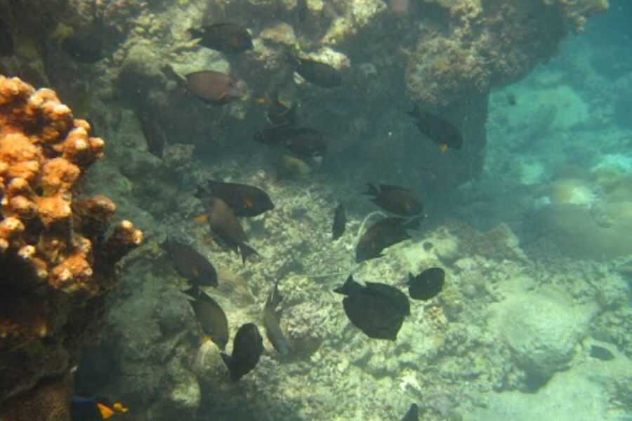 a variety of fish in sri lanka experiential journey