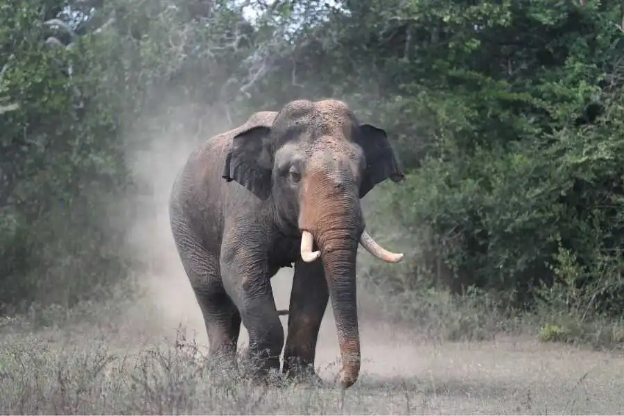 an elephant photograph at mahoora yala in sri lanka experiential journey