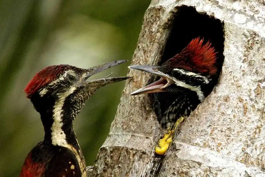 birding at yala in sri lanka experiential journey