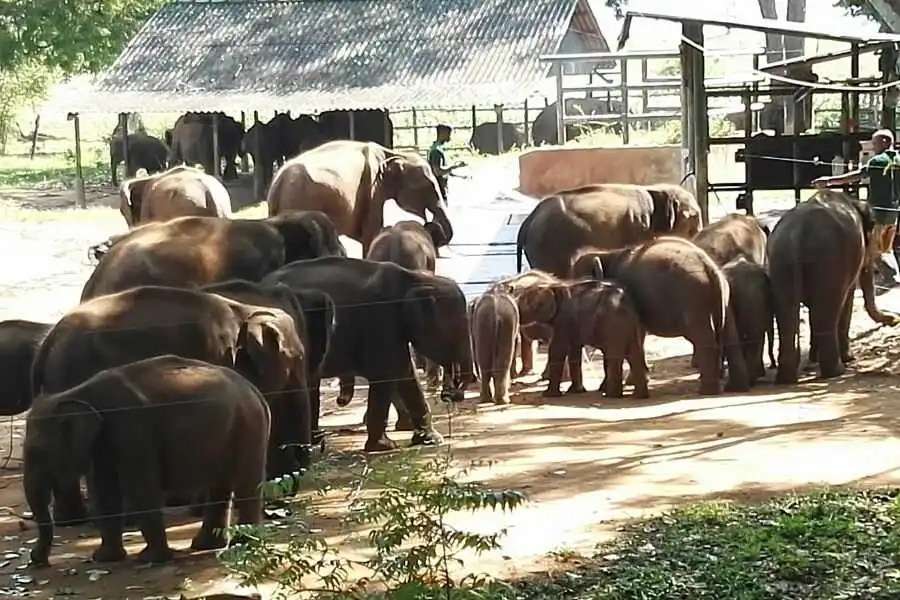 elephant transit home at udawalwe in srilanka expperiential journey