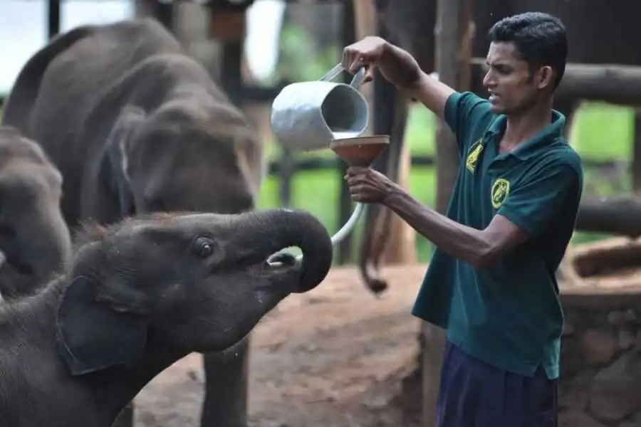 feeding milk for baby elephants at udawalwe elephant transit home in sri lanka experiential journey