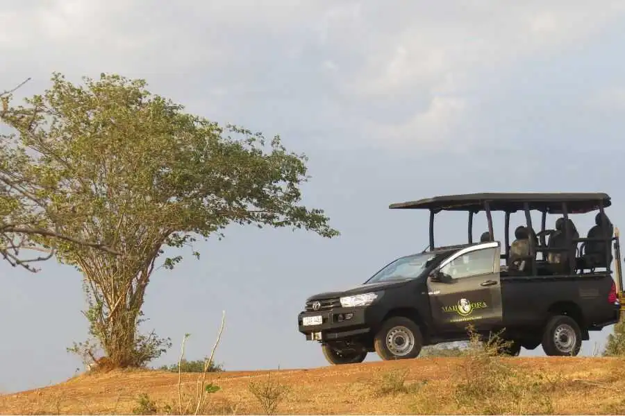 mahoora safari jeep at udawalwe in sri lanka experiential journey