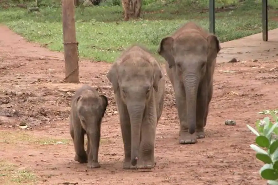 three elephants at udawalwe elephant transit home in sri lanka experiential journey