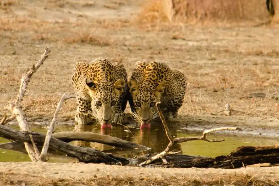 two leopards at yala in sri lanka experiential journey