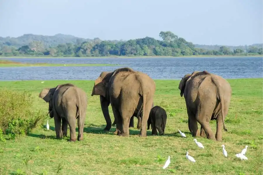 a elephant family at minneriya national park sri lanka experiential journey