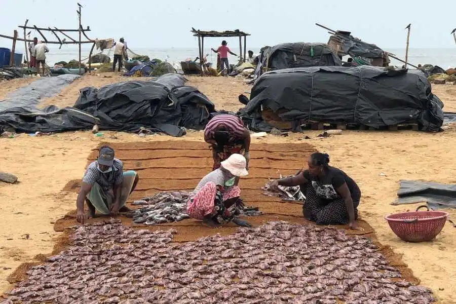 a group of people are drying fish at the beeach experiential journey