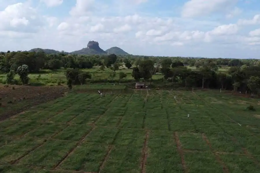 a landscape view at sigiriya experiential journey