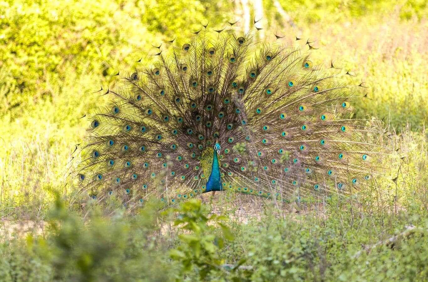 a peocock at udwalawe sri lanka experiential journey