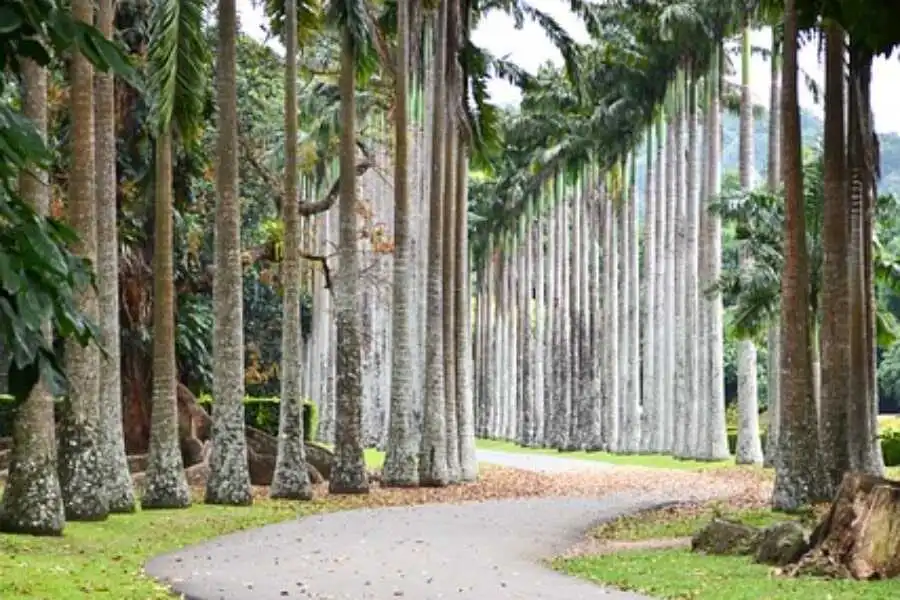 a place with trees at botanical garden sri lanka experiential journey