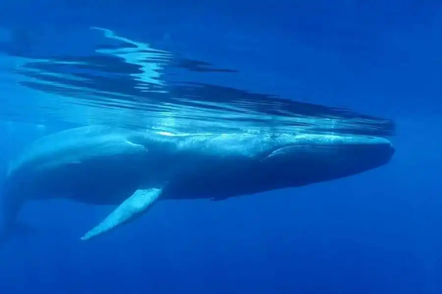a whale at mirissa sri lanka experiential journey