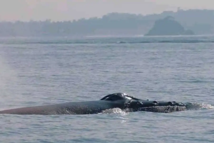 a whale in the sea at trincomalee in sri lanka experiential journey