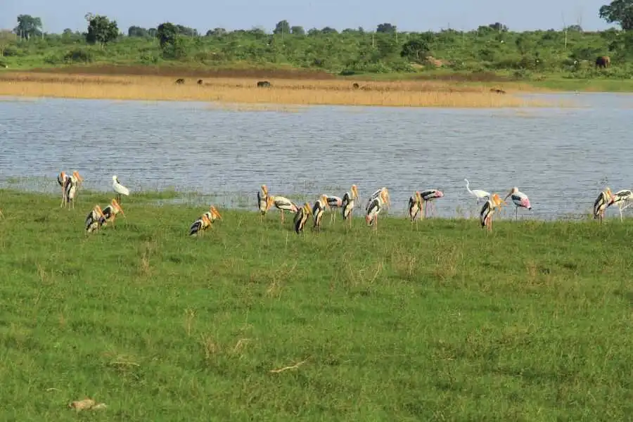 bird watching at udawalawe in sri lanka experiential journey