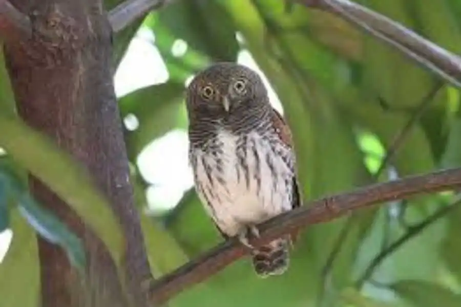 birding at kithulgala