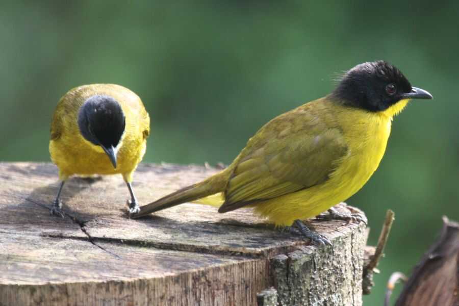 birding at makandawa