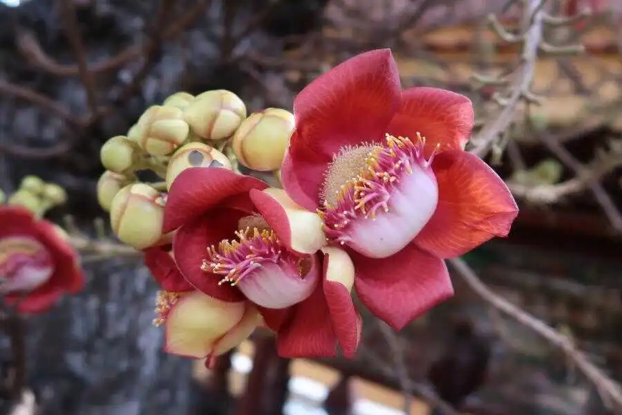 cannonball tree at botanical gardens in sri lanka experiential journey