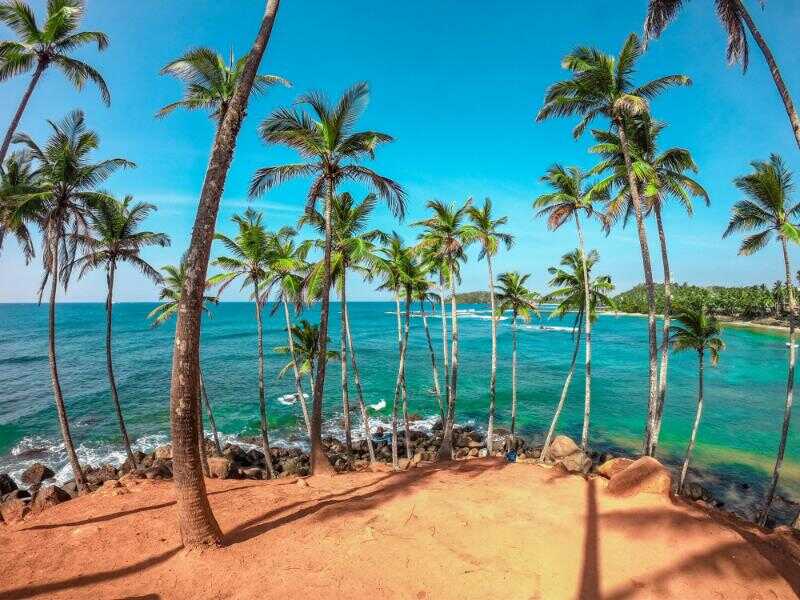 coconut trees at mirissa beach sri lanka experiential journey