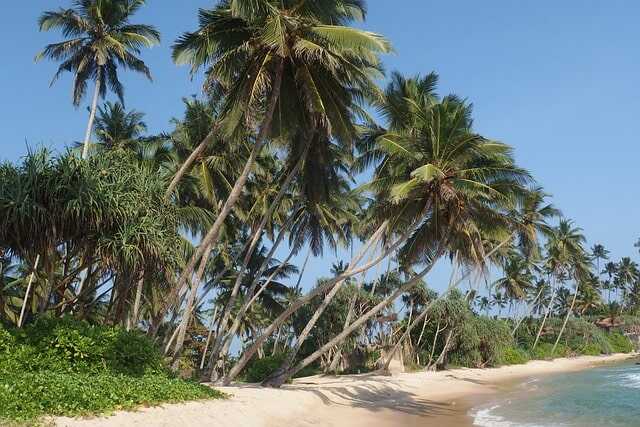 coconut trees at south coast sri lanka experiential journey