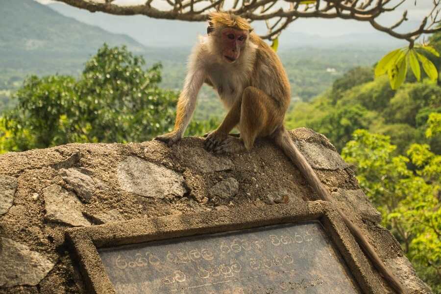 dambulla temple sri lanka experiential journey