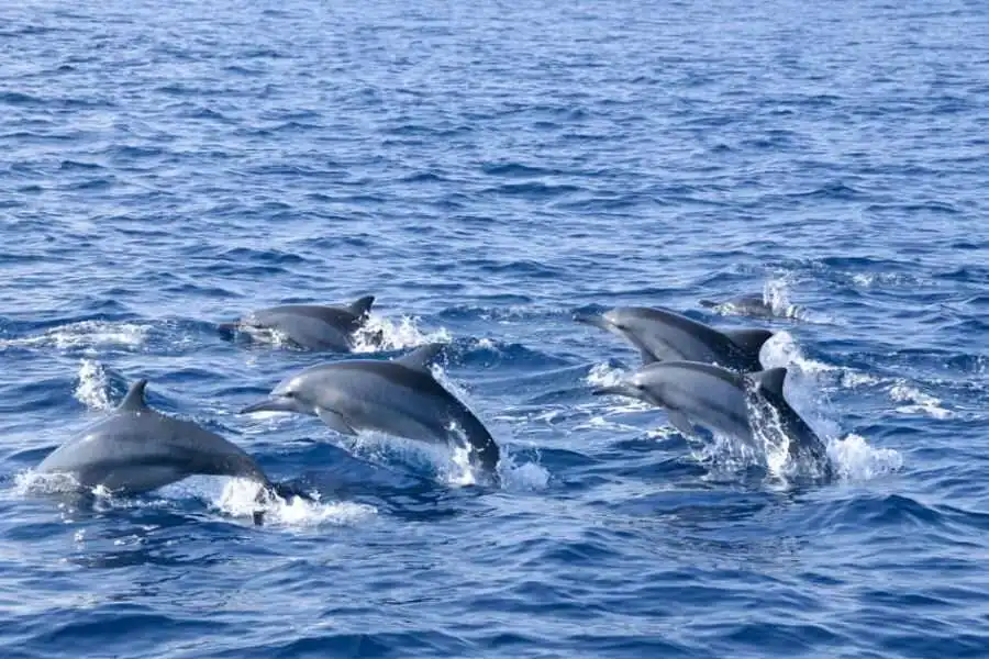 dolphins freely movinf at trincomalee in sri lanka experiential journey