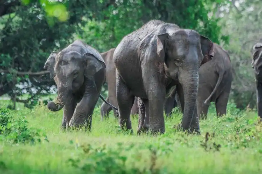 elephants at minneriya in sri lanka experiential journey