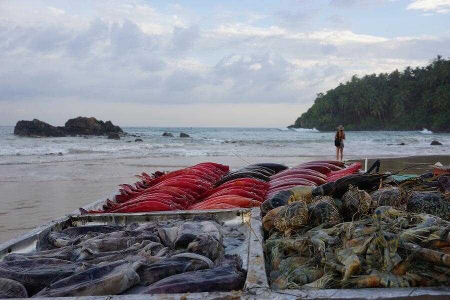 fishing at mirissa beach sri lanka experiential journey
