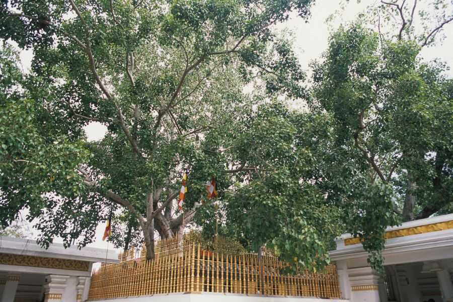 jaya sri maha bidhi at anuradhapura sri lanka experiential journey