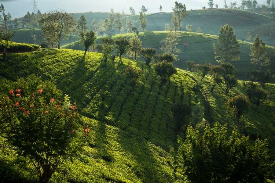 landscape view at nuwaraeliya tea fields sri lanka experiential journey