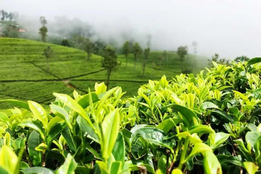 tea plants at nuwaraeliya sri lanka experiential journey