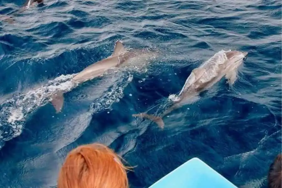 watching dolphins at trincomalee in sri lanka experiential journey