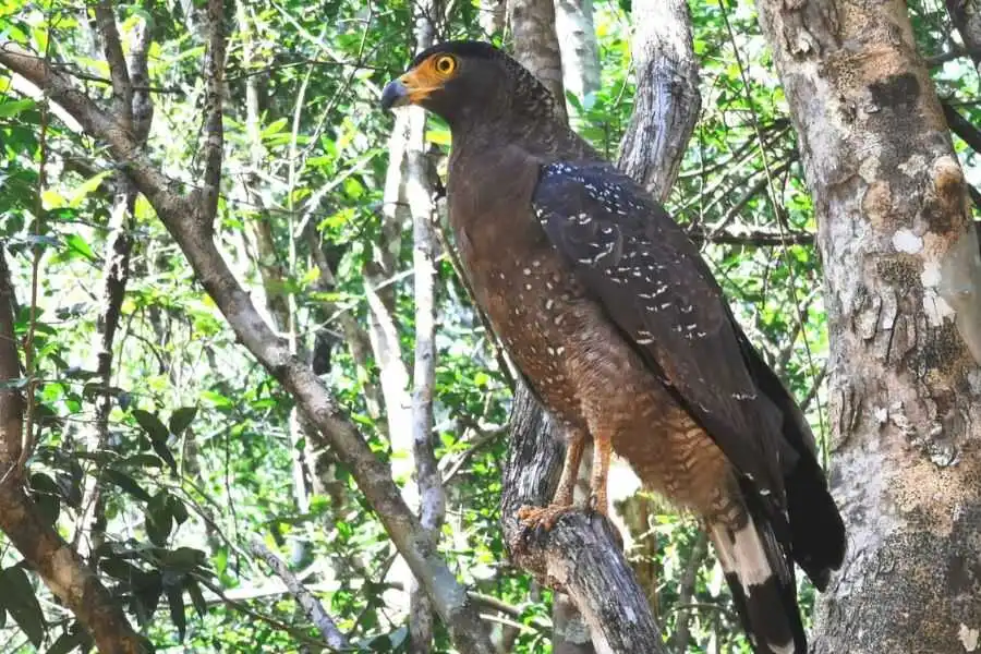 birding at wilpattu sri lanka experiential journey