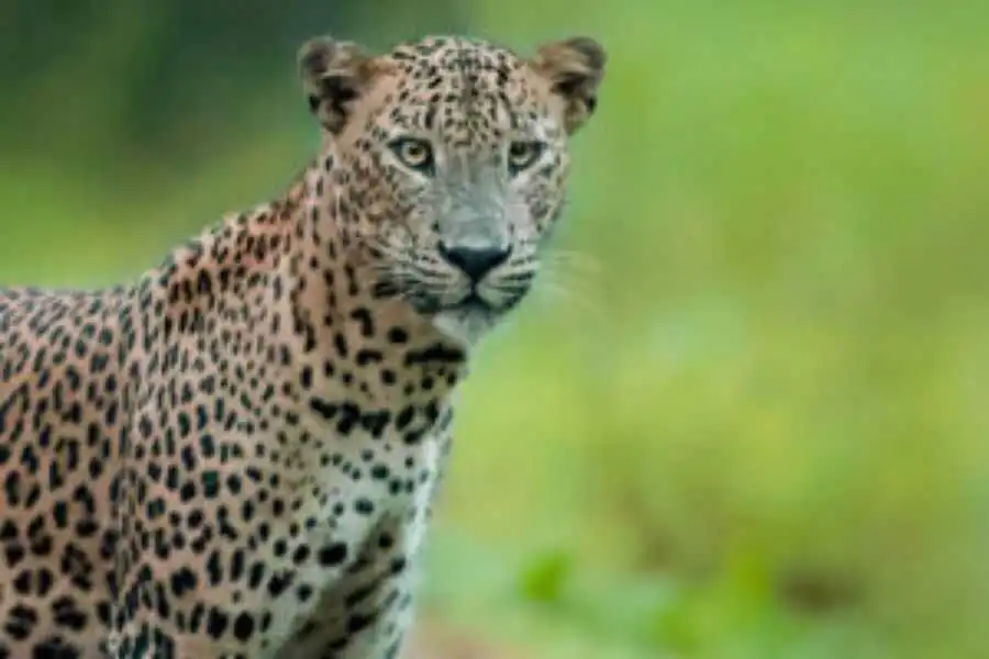 leopard experience at wilpattu sri lanka experiential journey