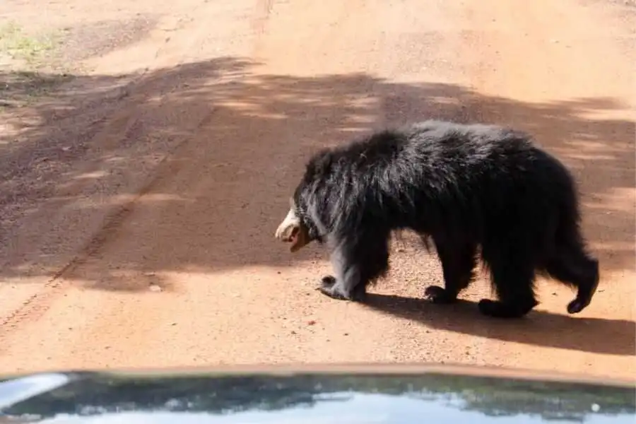 sloth bear at wilpattu sri lanka experiential journey