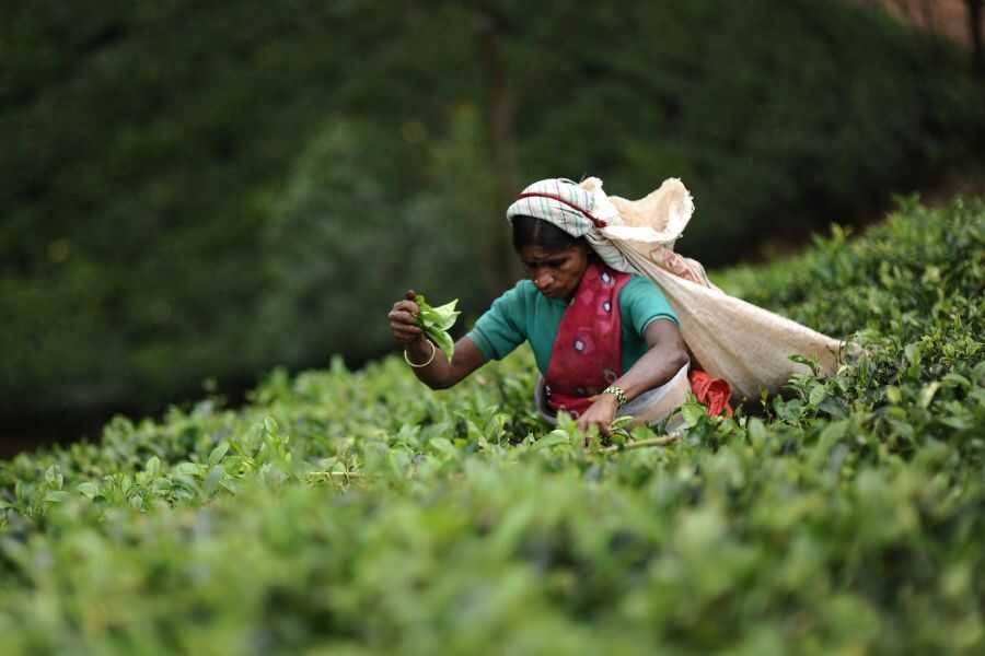 tea plucker at tea estate in sri lanka experiential journey