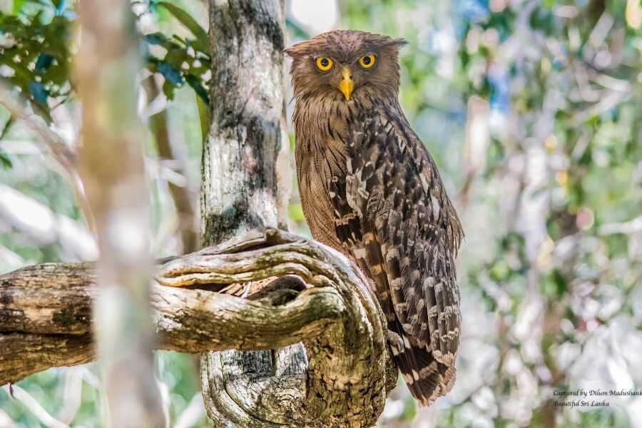 Birder-package-wilpattu-21