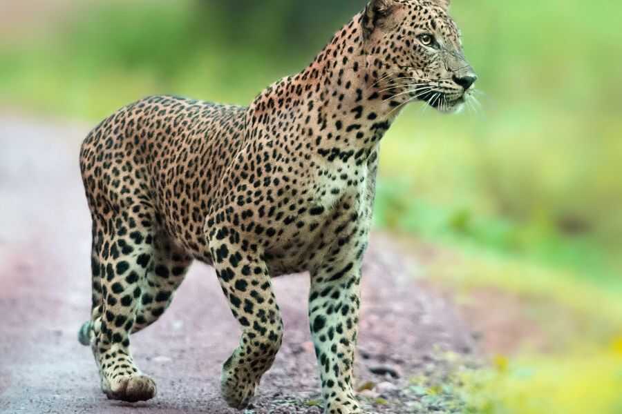 Birder-package-wilpattu-22