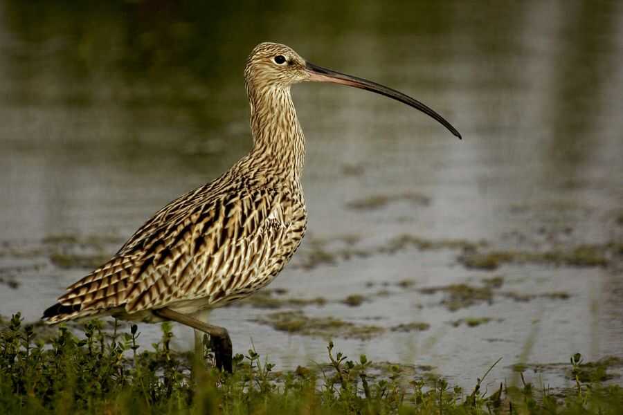 Birder-package-wilpattu-31