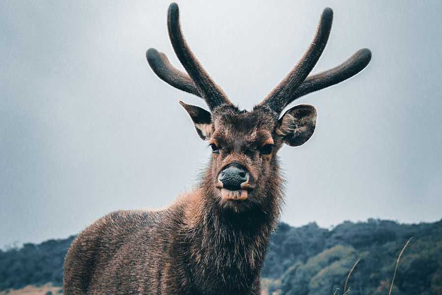 a animal at hortan plains in sri lanka experiental journey