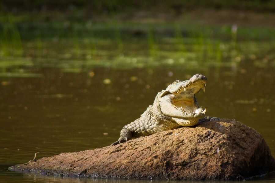 a crocadile at udawalwe in srilanka experiential journey
