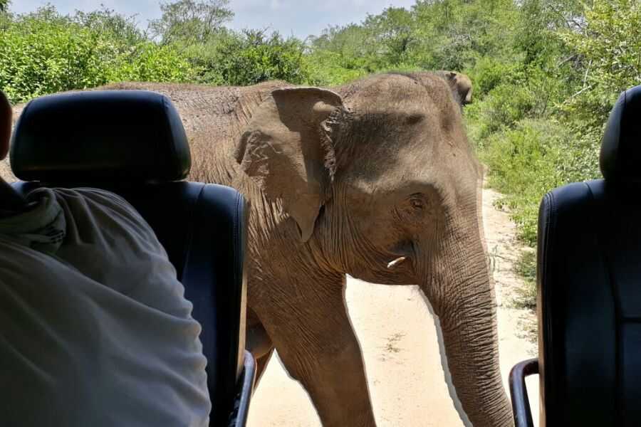 a elephant at mahoora udawalwe safari in sri lanka experiential journey